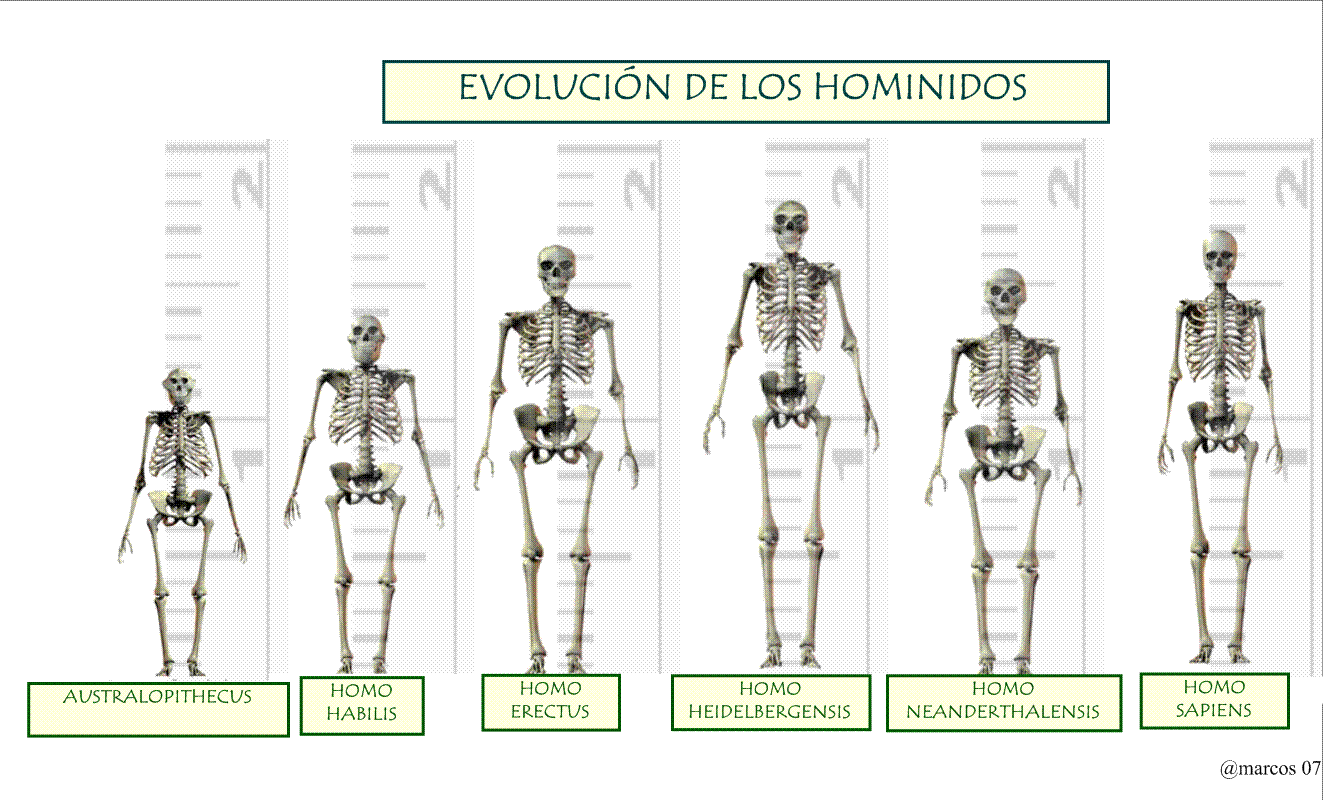 evolucion hominidos